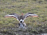 Limosa limosa 175, Grutto, Saxifraga-Luuk Vermeer