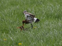 Limosa limosa 185, Grutto, Saxifraga-Luuk Vermeer