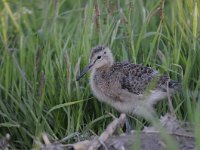 Limosa limosa 189, Grutto, Saxifraga-Luuk Vermeer