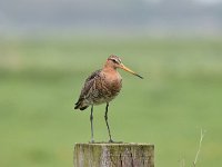 Limosa limosa 192, Grutto, Saxifraga-Luuk Vermeer