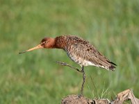 Limosa limosa 195, Grutto, Saxifraga-Luuk Vermeer