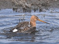 Limosa limosa 201, Grutto, Saxifraga-Luuk Vermeer