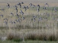 Limosa limosa 28, Grutto, Saxifraga-Tom Heijnen