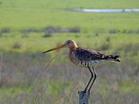 Limosa limosa 57, Grutto, Saxifraga-Ed Stikvoort