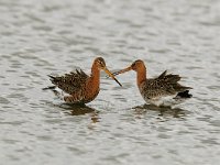 Limosa limosa islandica and Limosa limosa 203, IJslandse grutto and Grutto, Saxifraga-Piet Munsterman