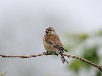 Linaria cannabina 84, Kneu, adult, female, Saxifraga-Theo Verstrael