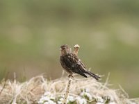 Linaria flavirostris, Twite