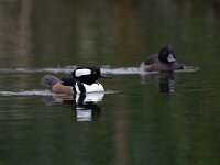 Lophodytes cucullatus