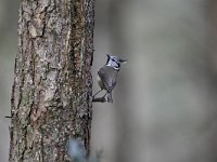 Lophophanes cristatus 10, Kuifmees, Saxifraga-Luuk Vermeer