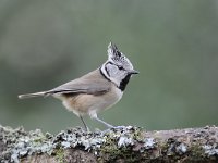 Lophophanes cristatus 11, Kuifmees, Saxifraga-Luuk Vermeer