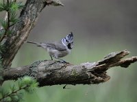 Lophophanes cristatus 14, Kuifmees, Saxifraga-Luuk Vermeer