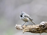 Lophophanes cristatus 20, Kuifmees, Saxifraga-Luuk Vermeer