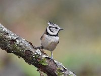 Lophophanes cristatus 28, Kuifmees, Saxifraga-Luuk Vermeer