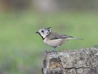 Lophophanes cristatus 31, Kuifmees, Saxifraga-Luuk Vermeer