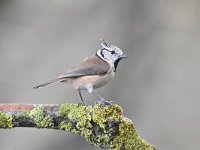 Lophophanes cristatus 35, Kuifmees, Saxifraga-Luuk Vermeer