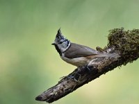 Lophophanes cristatus 45, Kuifmees, Saxifraga-Luuk Vermeer