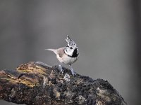 Lophophanes cristatus 48, Kuifmees, Saxifraga-Luuk Vermeer