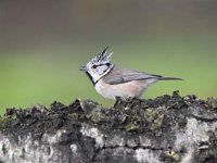 Lophophanes cristatus 50, Kuifmees, Saxifraga-Luuk Vermeer