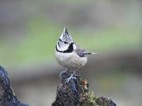 Lophophanes cristatus 51, Kuifmees, Saxifraga-Luuk Vermeer