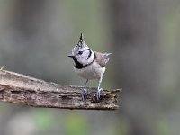 Lophophanes cristatus 56, Kuifmees, Saxifraga-Luuk Vermeer