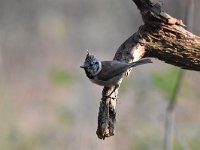 Lophophanes cristatus 57, Kuifmees, Saxifraga-Luuk Vermeer