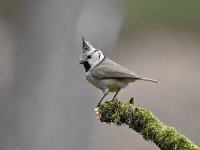 Lophophanes cristatus 61, Kuifmees, Saxifraga-Luuk Vermeer