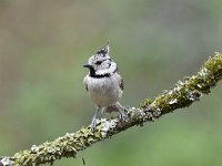 Lophophanes cristatus 69, Kuifmees, Saxifraga-Luuk Vermeer