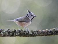 Lophophanes cristatus 7, Kuifmees, Saxifraga-Luuk Vermeer