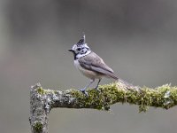 Lophophanes cristatus 73, Kuifmees, Saxifraga-Luuk Vermeer