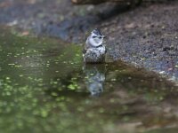 Lophophanes cristatus 79, Kuifmees, Saxifraga-Jan Nijendijk