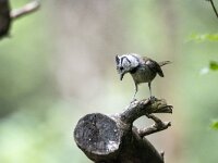 Lophophanes cristatus 90, Kuifmees, adult, Saxifraga-Theo Verstrael