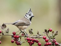 Lophophanes cristatus 13, Kuifmees, Saxifraga-Luuk Vermeer