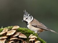 Lophophanes cristatus 14, Kuifmees, Saxifraga-Luuk Vermeer