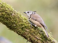 Lophophanes cristatus 16, Kuifmees, Saxifraga-Luuk Vermeer