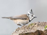 Lophophanes cristatus 17, Kuifmees, Saxifraga-Luuk Vermeer