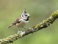 Lophophanes cristatus 2 , Kuifmees, Saxifraga-Luuk Vermeer