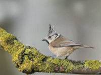 Lophophanes cristatus 21, Kuifmees, Saxifraga-Luuk Vermeer