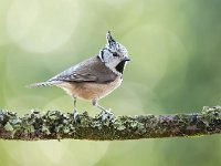 Lophophanes cristatus 22, Kuifmees, Saxifraga-Luuk Vermeer