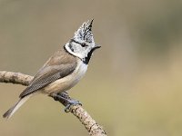 Lophophanes cristatus 23, Kuifmees, Saxifraga-Luuk Vermeer