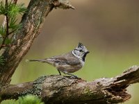 Lophophanes cristatus 24, Kuifmees, Saxifraga-Luuk Vermeer