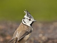 Lophophanes cristatus 25, Kuifmees, Saxifraga-Luuk Vermeer