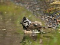 Lophophanes cristatus 26, Kuifmees, Saxifraga-Luuk Vermeer