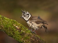 Lophophanes cristatus 27, Kuifmees, Saxifraga-Luuk Vermeer