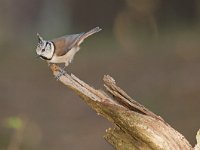 Lophophanes cristatus 28, Kuifmees, Saxifraga-Luuk Vermeer