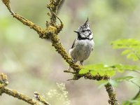 Lophophanes cristatus 3 , Kuifmees, Saxifraga-Luuk Vermeer