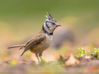 European Crested Tit  European Crested Tit (Lophophanes cristatus) is a passerine bird in the tit family Paridae. It is a widespread and common resident breeder in coniferous forests throughout central and northern Europe and in deciduous woodland in France and the Iberian peninsula. : Lophophanes, Songbird, adorable, animal, background, beak, beautiful, beauty, bird, birds, birdwatching, branch, close, close-up, closeup, crest, crested, cristatus, curious, cute, environment, europe, european, fauna, feather, forest, garden, green, innocent, life, little, looking, lovely, natural, nature, parus, pure, rosa, season, small, sweet, tit, tree, wild, wildlife, wing, wood, yellow