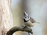 Lophophanes cristatus 4 , Kuifmees, Saxifraga-Luuk Vermeer