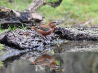 Loxia curvirostra 30, Kruisbek, Saxifraga-Luuk Vermeer