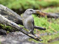 Loxia curvirostra 56, Kruisbek, Saxifraga-Luuk Vermeer