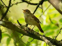 Luscinia megarhynchos 9, Nachtegaal, adult, male, Saxifraga-Theo Verstrael